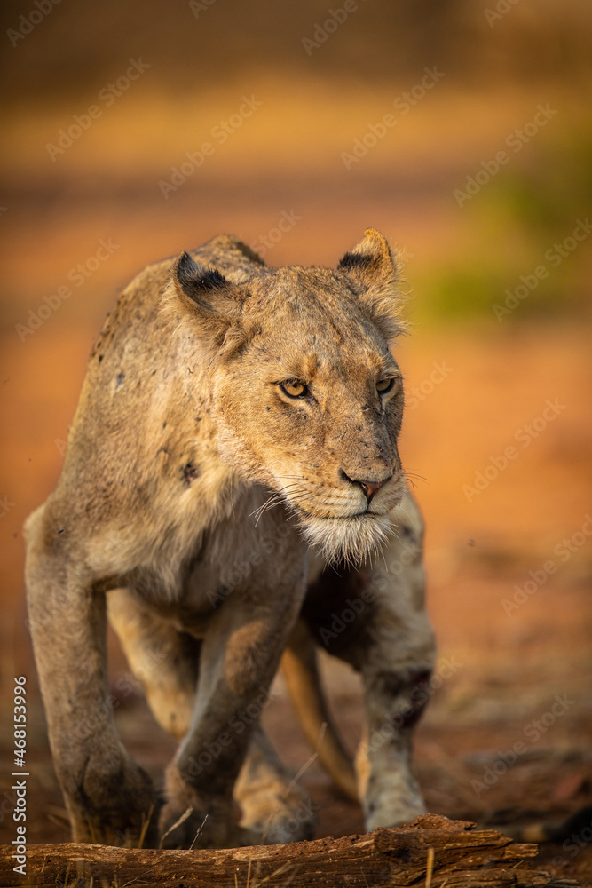Fototapeta premium Lion stands