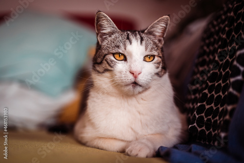 Beautiful cat with amazing orange eyes sitting on sofa and curiously stare. Soft ambient light.