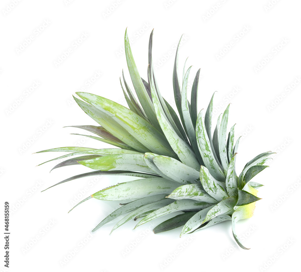 Obraz premium pineapple leaf on white background