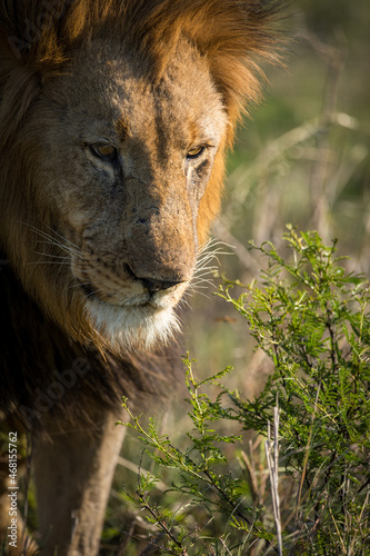 Male lion portrait
