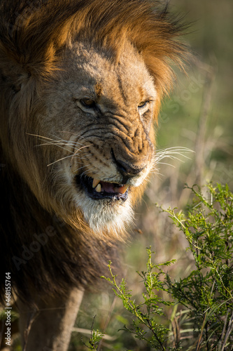Fototapeta Naklejka Na Ścianę i Meble -  Lion snarl