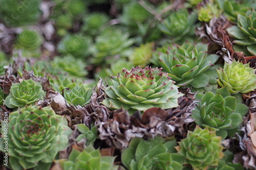 close up of succulents