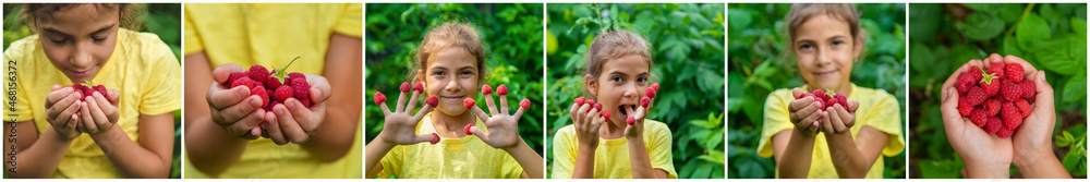 Collage of harvest of raspberries in the hands of a garden child. Selective focus. Collage of harvest of raspberries in the hands of a garden child. Selective focus.