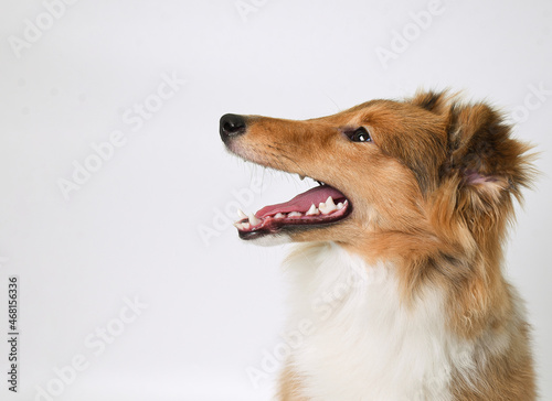 the head of a sheltie puppy on a white background in the studio © наталья лымаренко