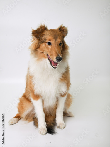 sheltie puppy on a white background in the studio