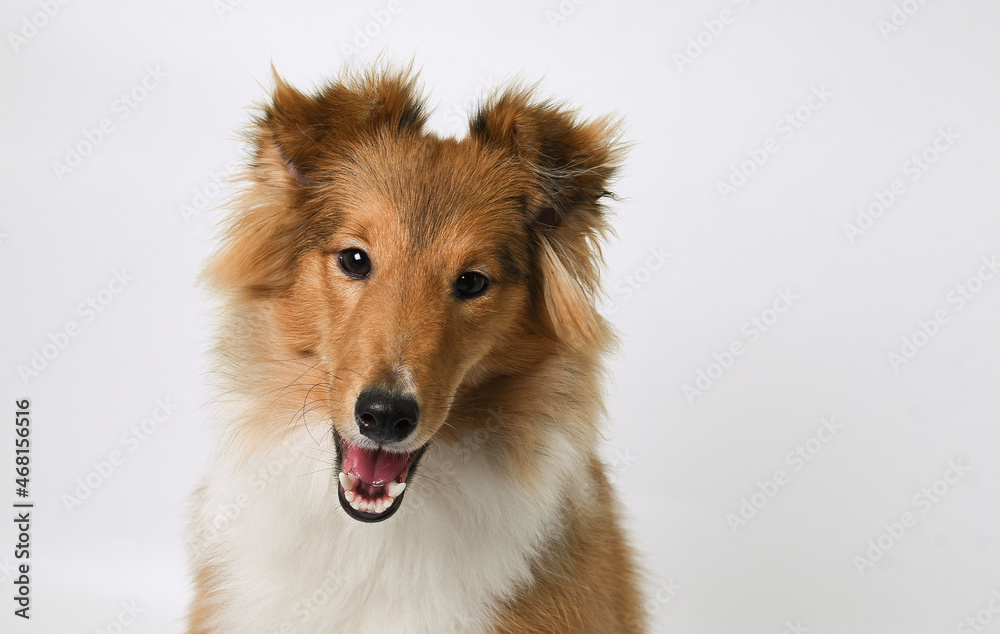 portrait of a sheltie puppy in the studio portrait of a sheltie puppy in the studio