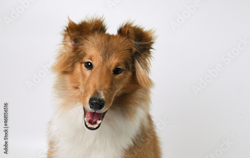 portrait of a sheltie puppy in the studio © наталья лымаренко