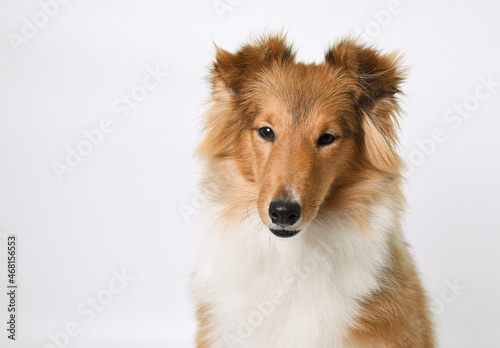the head of a sheltie puppy on a white background in the studio