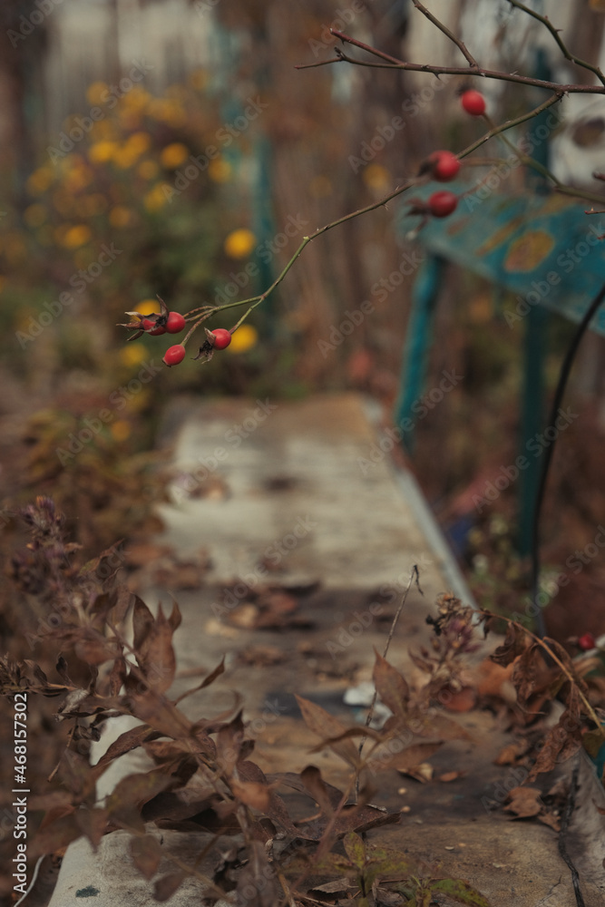 Fading autumn. Withering flowers and plants. Autumn pastel colors. Aging process Fading autumn. Withering flowers and plants. Autumn pastel colors. Aging process