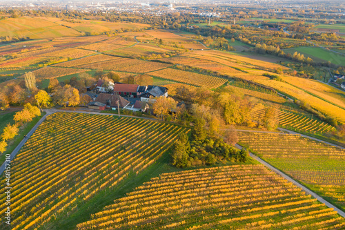 Bird's eye view of the vineyards of Frauenstein / Germany in late autumn in the evening light 