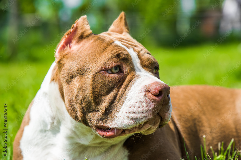 Chocolate color American Bully dog is on green grass Chocolate color American Bully dog is on green grass