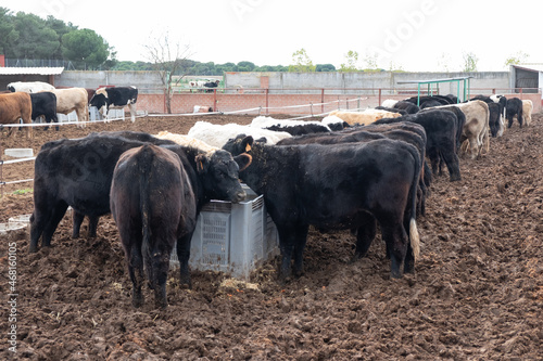 Canvas Print Calves feeding on plant-based feed on a farm