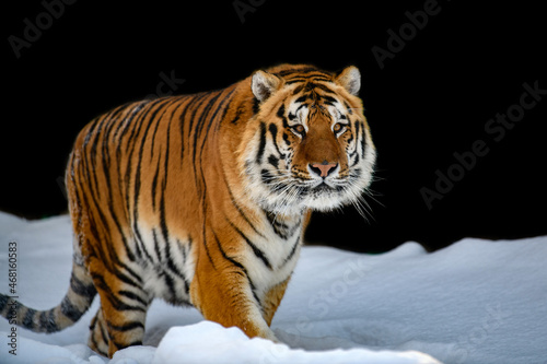 Adult Tiger in snow isolated on black background