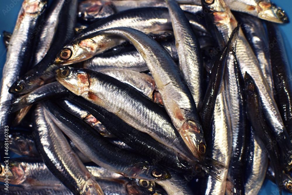 Fototapeta premium Fresh salted anchovies in a blue plate.