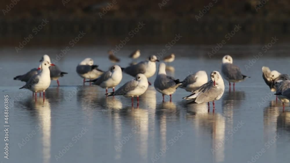 These winter migrating seagulls make a living in the warm regions of Thailand. These winter migrating seagulls make a living in the warm regions of Thailand.