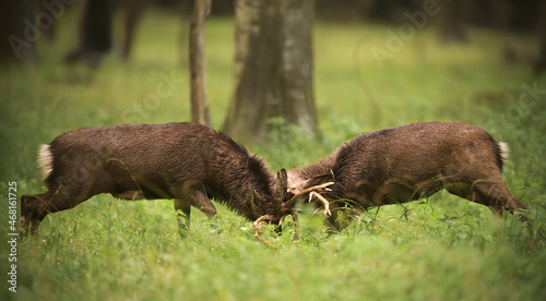 Sika deer stags fighting a battle