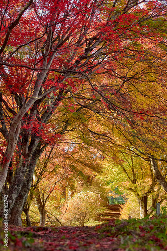 紅葉