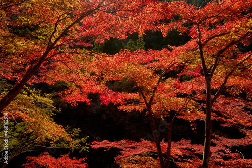 紅葉