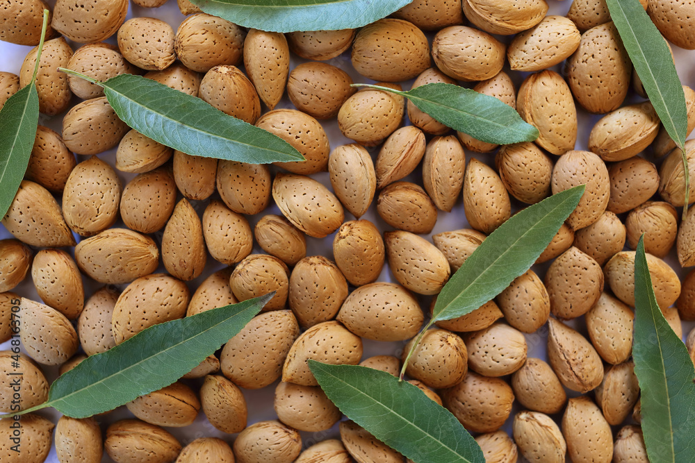 Top down view of almonds in a shell with chaotic pattern of leaves on them. Top down view of almonds in a shell with chaotic pattern of leaves on them.