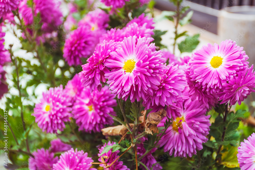 Blooming Pink Autumn Chrysanthemums Flowers Blooming Pink Autumn Chrysanthemums Flowers