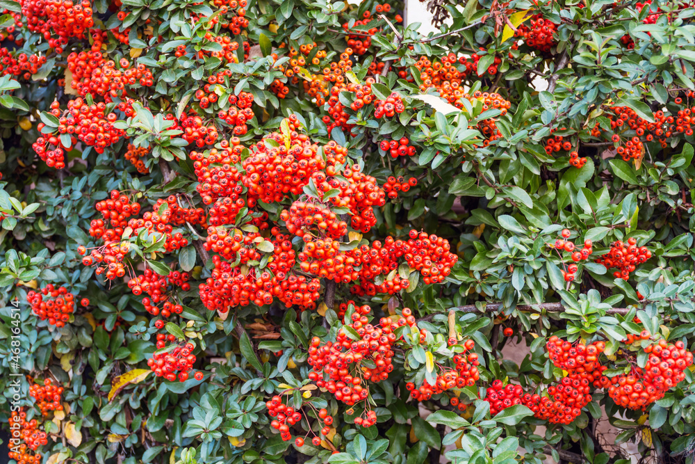 Red Firethorn Bush (Pyracantha) . Decorative garden bush with bright orange berries. Red Firethorn Bush (Pyracantha) . Decorative garden bush with bright orange berries.