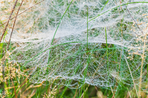 Beautiful spider web in the beautiful backlight. Silk threads covered with dew droplets clinging to the vegetation. Wet autumn morning. Abstract floral background. Wallpaper, selective focus