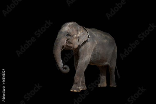 Asian Elephant on a Black Background. Filmed Phuket Island