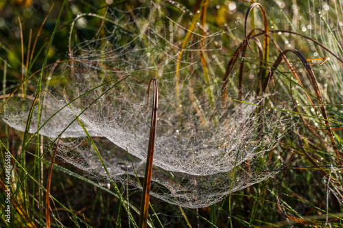Closeup view of small dew drops on cobweb threads located on meadow plants early in the morning.  Abstract floral background. Wallpaper, selective focus. Wet autumn, spider web, October morning.