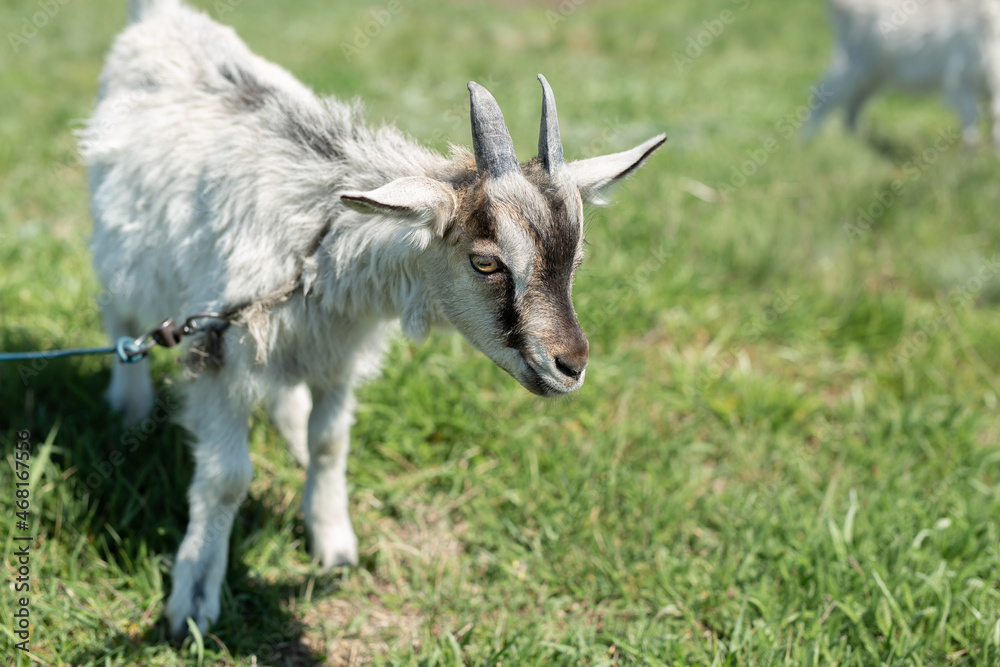 A young goat grazes in a meadow A young goat grazes in a meadow