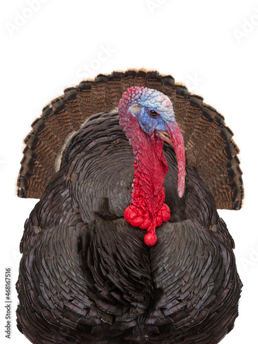 turkey portrait isolated on white background