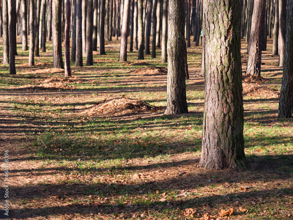 autumn park with tall slender trees in the sun autumn park with tall slender trees in the sun