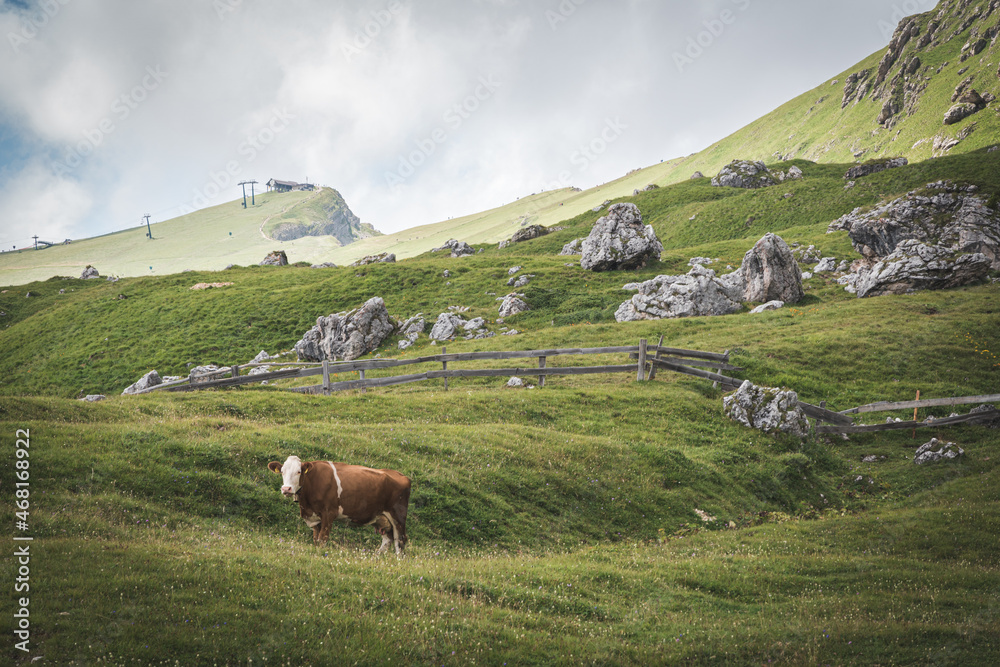 Cow eating grass in Dolomites Alps. Trentino Alto Adige, Dolomites Alps, South Tyrol, Italy. 
