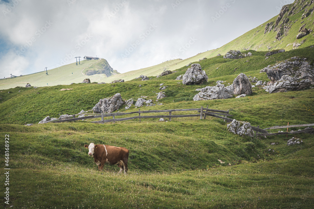 Cow eating grass in Dolomites Alps. Trentino Alto Adige, Dolomites Alps, South Tyrol, Italy. Cow eating grass in Dolomites Alps. Trentino Alto Adige, Dolomites Alps, South Tyrol, Italy.