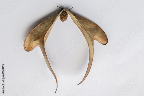 A blur of brown dry field tread on a white background. There is a round brown seed, creative nature in Dipterocarpus alatus photo