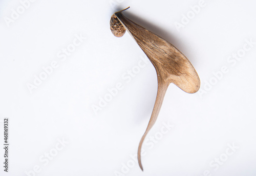 A blur of brown dry field tread on a white background. There is a round brown seed, creative nature in Dipterocarpus alatus photo