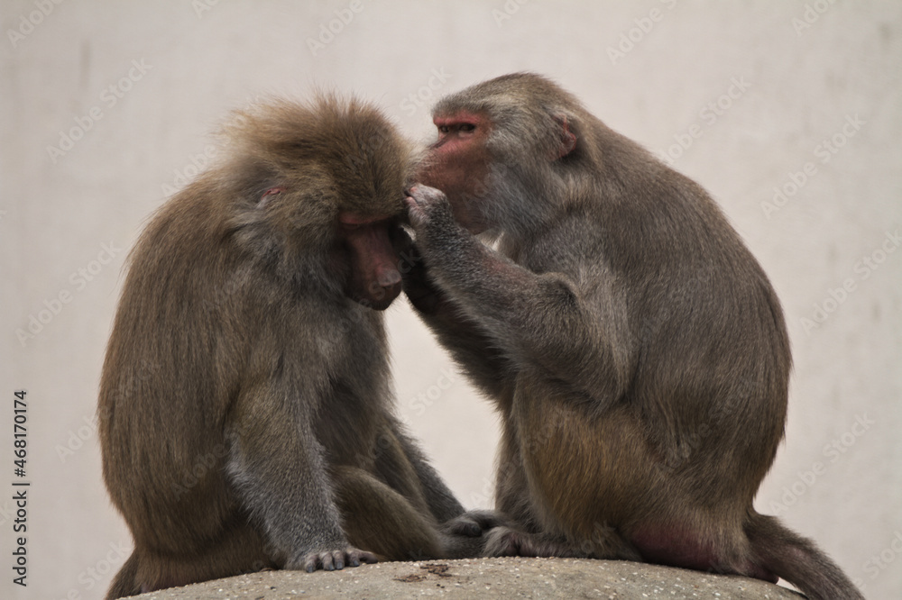 Hamadryas baboon. Warsaw ZOO Hamadryas baboon. Warsaw ZOO