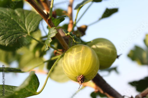 Ripening gooseberries