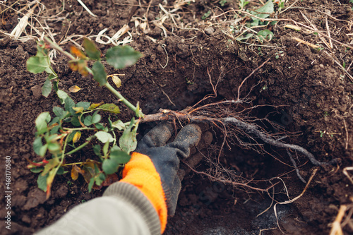 Fototapeta Naklejka Na Ścianę i Meble -  Gardener planting rose bush into soil outdoors. Autumn garden work. Putting roots in hole