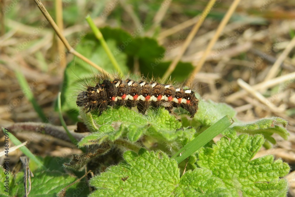Brown acronicta caterpillar on plant in the garden, closeup