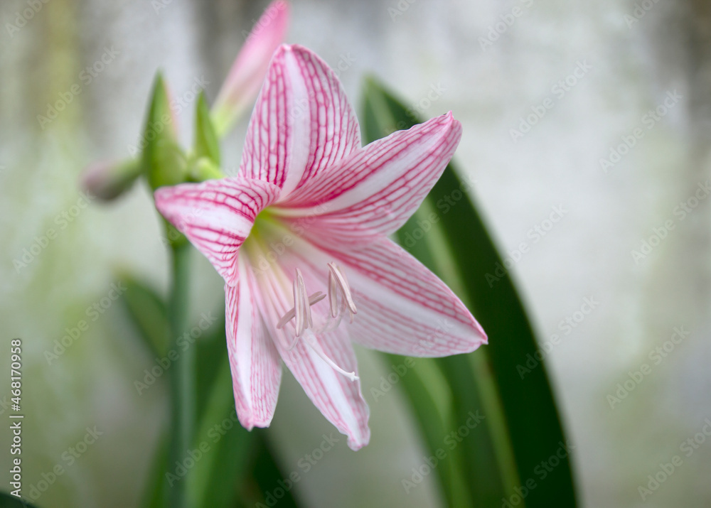 Beautiful pink Hippeastrum or Amaryllis flower. Science name is Hippeastrum johnsonii Bury.