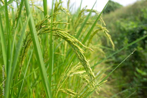 rice in the rice fields waiting to be harvested