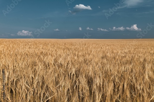 Ripe barley field