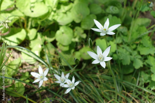 Closeup of white flowers of Ornithogalum umbellatum in April photo