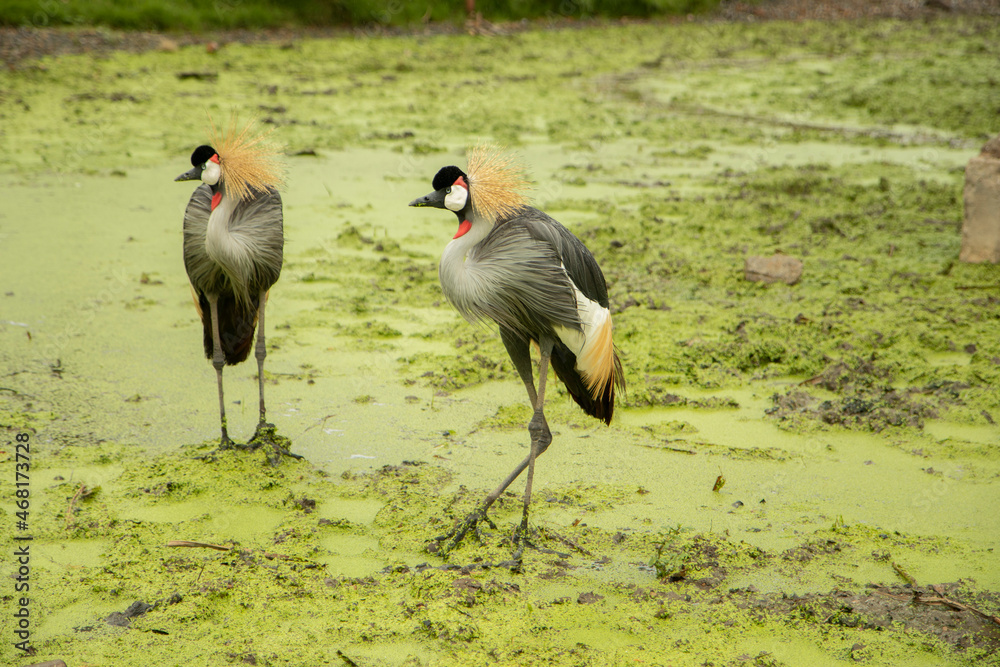 Obraz premium Bird with a red, black and white head Stand on the mossy green ground near the river in the rain. waiting for food in forest.