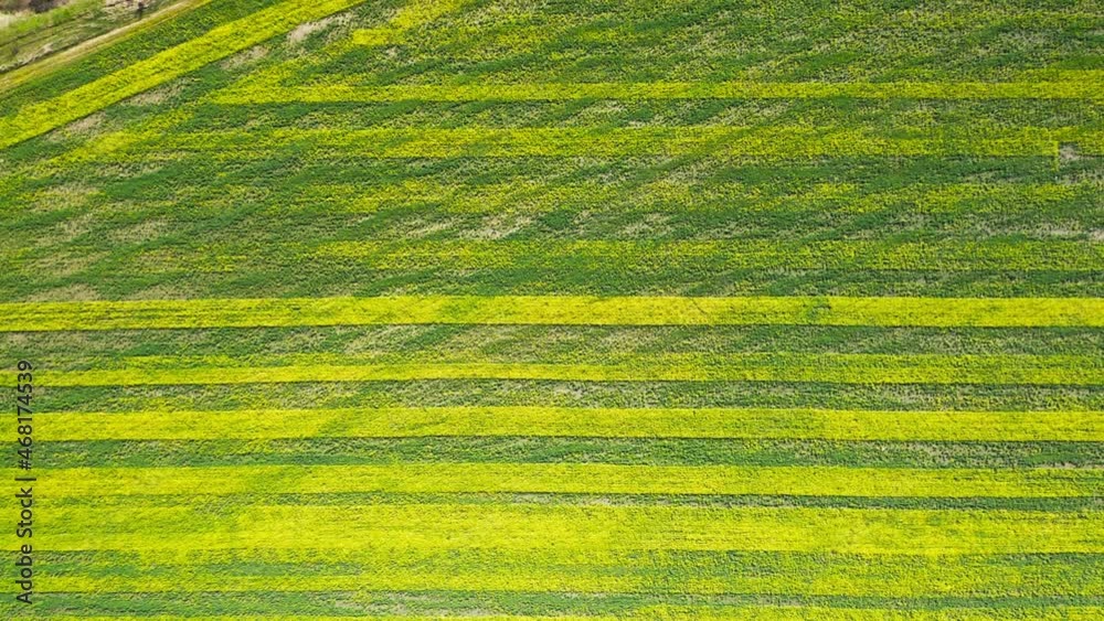Aerial view of road between green and yellow fields. Agriculture drone shot of canola rapeseed field and green crop field. Ecology agriculture near farm, growing plants on big land.
Aerial view of road between green and yellow fields. Agriculture drone shot of canola rapeseed field and green crop field. Ecology agriculture near farm, growing plants on big land.