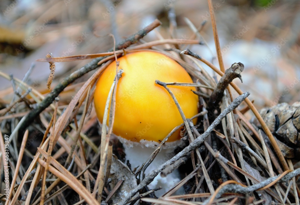 Mushroom with a yellow cap in a spruce forest. Mushroom with a yellow cap in a spruce forest.