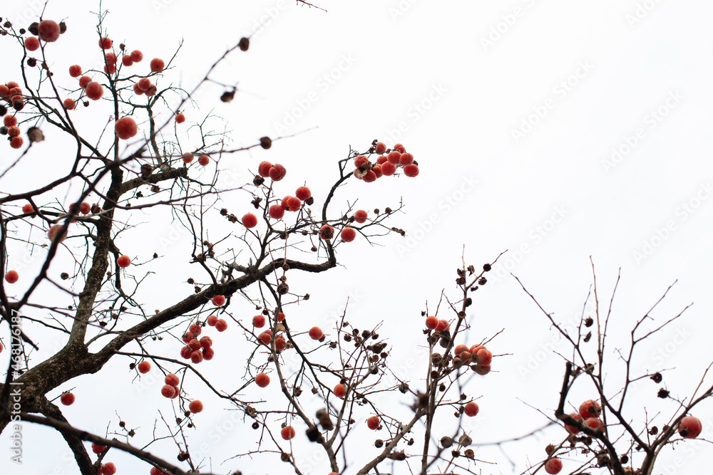 A photo of persimmon fruit of a persimmon tree in Korea in autumn A photo of persimmon fruit of a persimmon tree in Korea in autumn