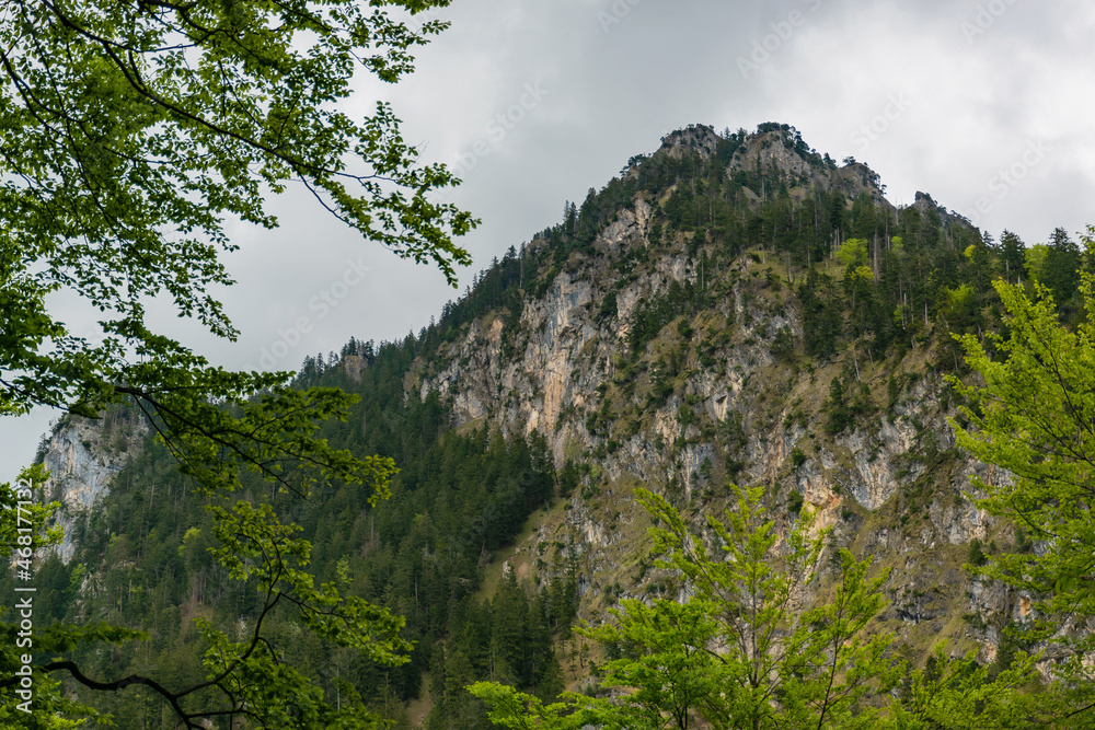 Alpine forest near Neuschwanstein castle and Hohenschwangau castle. Bavarian alps in springtime, mountain Tegelberg.
