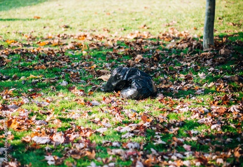 Garbage bag on the lawn against the background of autumn leaves and grass