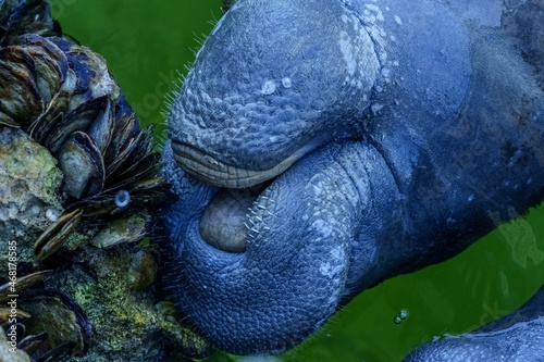 Fotografie Manatees in the HArbor, Florida Keys